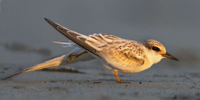 Least Tern Juvenile stretching.jpg