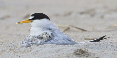 Least Tern and Baby 2.jpg