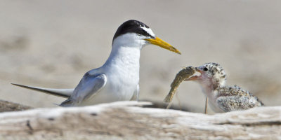 Least Tern feeds baby fish.jpg