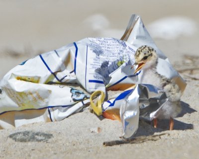 Least Tern baby by bag.jpg