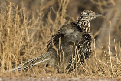 Roadrunner.jpg