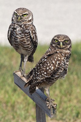 Burrowing Owls Pair.jpg