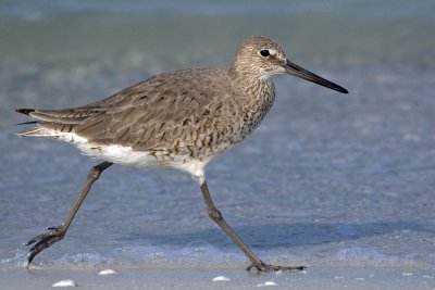 Willet Running.jpg