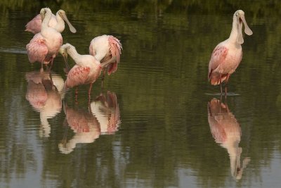 Roseate Spoonbills preening in group with reflections.jpg