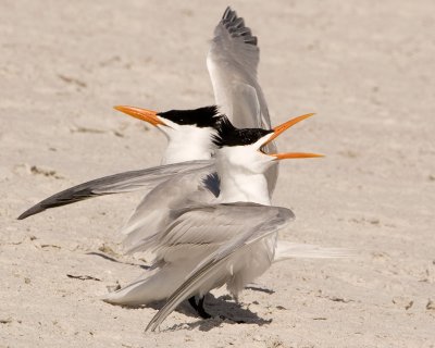  Royal Terns yelling after mating.jpg