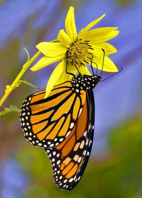Monarch Butterfly.jpg