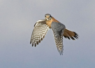 Kestral Flying.jpg