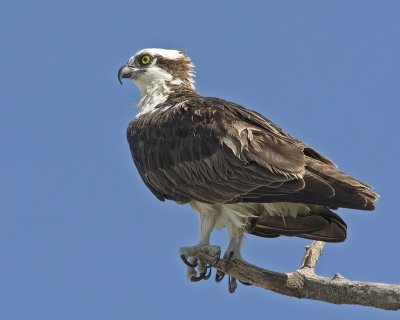 Osprey portrait.jpg