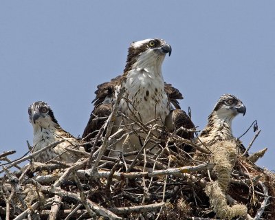 Osprey with 2 young.jpg