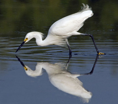 Snowy Egret Fishing.jpg