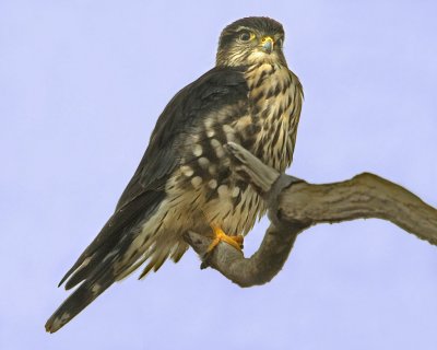 Merlin.jpg