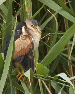 Least Bittern.jpg