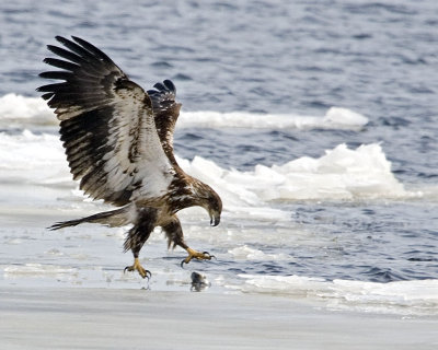 Juvenile Bald Eagle about to grab fish from ice.jpg