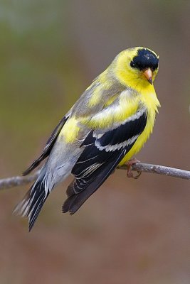 American Goldfinch.jpg