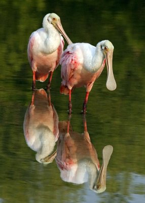 Roseate Spoonbills.jpg