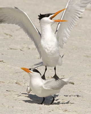 Royal Terns after Mating.jpg