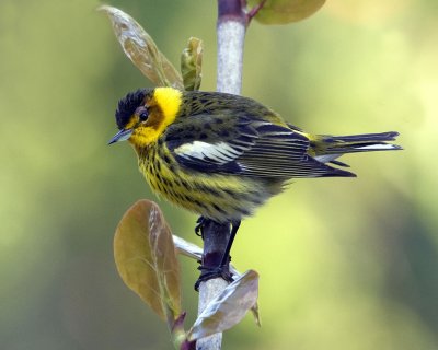 Cape May Warbler.jpg