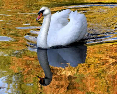 Swan with fall reflections.jpg