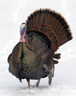 Turkey standing in snow.jpg