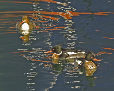 Red-breasted Mergansers in boat reflections.jpg