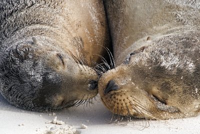 Galapagos Sea Lions kissing.jpg