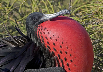 Galapagos Magnificent Frigatebird Displaying.jpg
