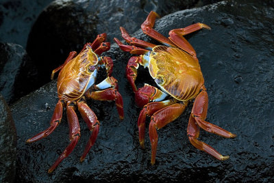 Galapagos Crabs fighting.jpg
