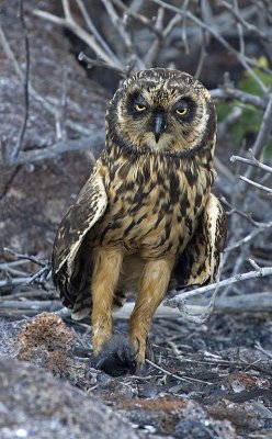 Galapagos Short-eared Owl with petril kill.jpg