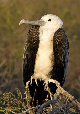 Galapagos Female Great Frigatebird.jpg