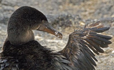 Galapagos Flightless Cormorant.jpg