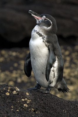 Galapagos Penguin.jpg