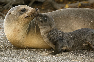 Galapagos Sea Lion and Newborn Pup.jpg
