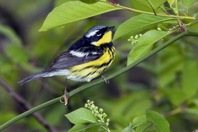 Magnolia Warbler.jpg