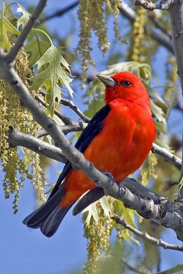 Scarlet Tanager.jpg