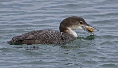 Common Loon with Crab.jpg