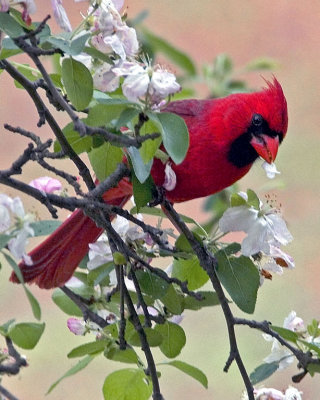 Cardinal.jpg