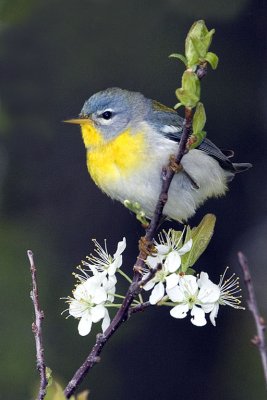 Female Parula Warbler.jpg