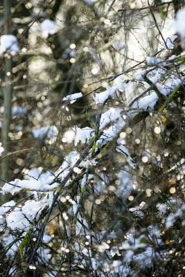 Snow pearls