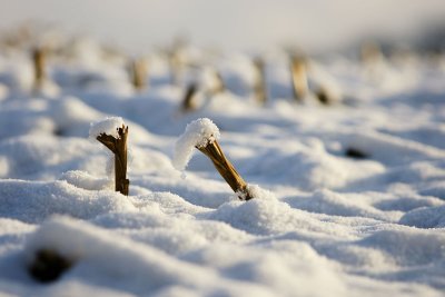 Straw and snow