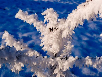 White and blue harmony