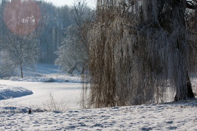 Frozen pond and willow