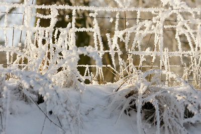 Frozen fence