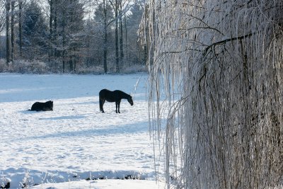 Horses and willows