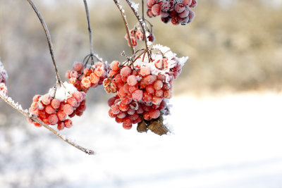 Frozen fruits