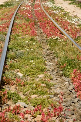 Flowers and rails