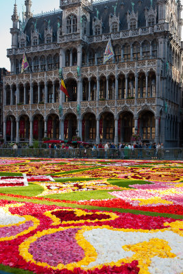 Flower carpet (Begonias)