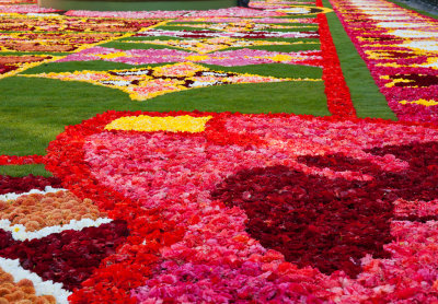 Flower carpet (Begonias)