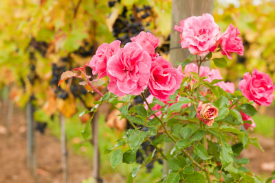 Roses at head of vineyard row