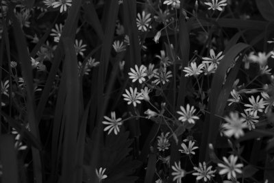 White Flowers