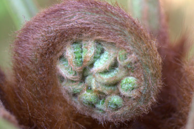 New Branch Forming On The Tree Fern
